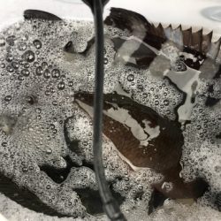 鵜来島家本渡船 釣果