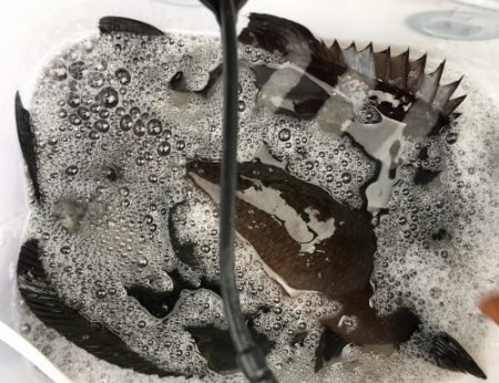 鵜来島家本渡船 釣果