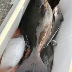 鵜来島家本渡船 釣果