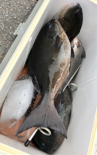 鵜来島家本渡船 釣果