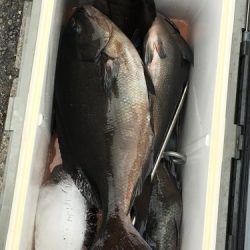 鵜来島家本渡船 釣果