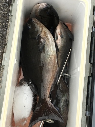 鵜来島家本渡船 釣果