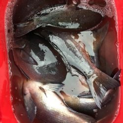 鵜来島家本渡船 釣果