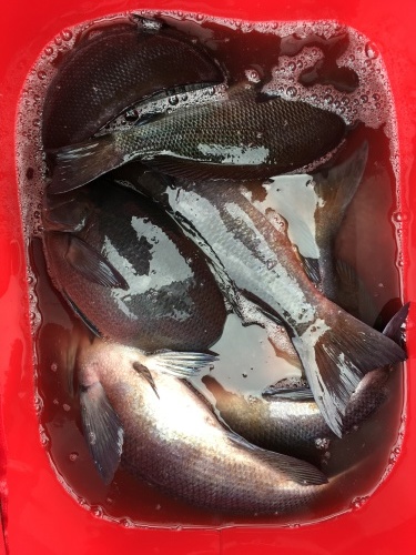 鵜来島家本渡船 釣果