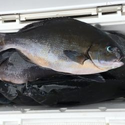 鵜来島家本渡船 釣果