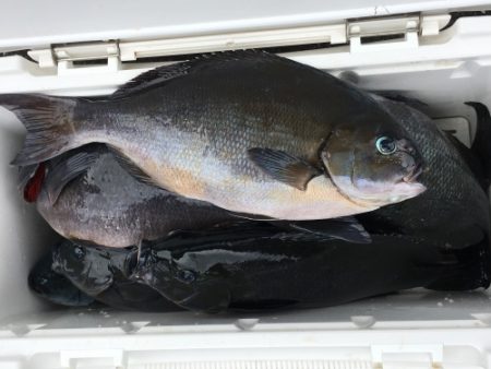 鵜来島家本渡船 釣果