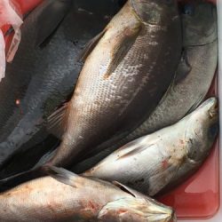 鵜来島家本渡船 釣果