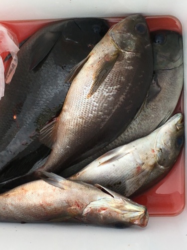 鵜来島家本渡船 釣果