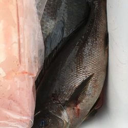 鵜来島家本渡船 釣果