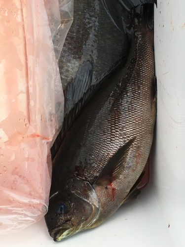 鵜来島家本渡船 釣果