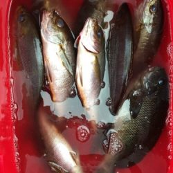 鵜来島家本渡船 釣果