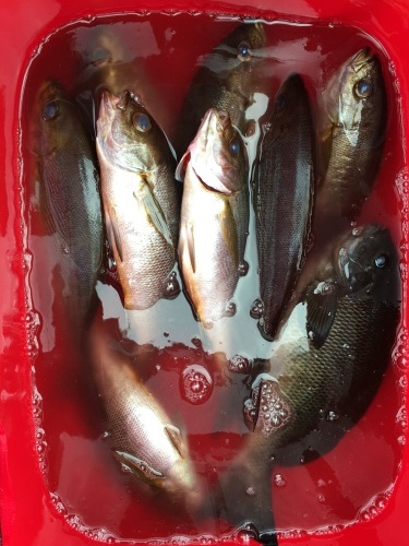 鵜来島家本渡船 釣果