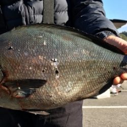 鵜来島家本渡船 釣果