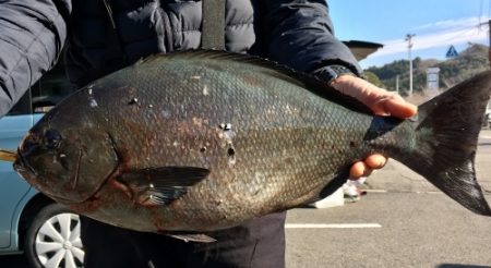 鵜来島家本渡船 釣果