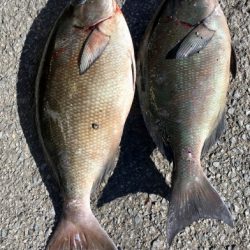 鵜来島家本渡船 釣果