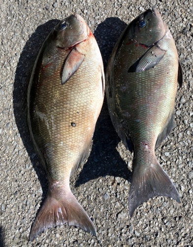 鵜来島家本渡船 釣果