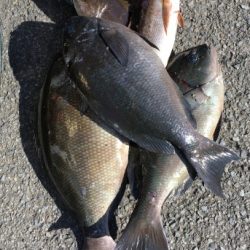 鵜来島家本渡船 釣果