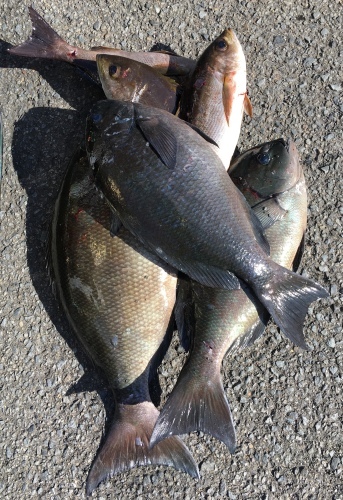 鵜来島家本渡船 釣果