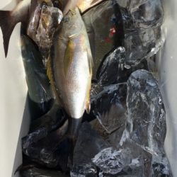 鵜来島家本渡船 釣果