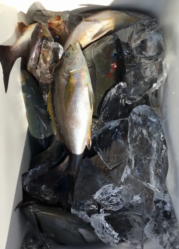 鵜来島家本渡船 釣果