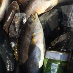 鵜来島家本渡船 釣果