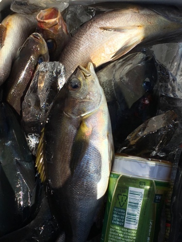 鵜来島家本渡船 釣果