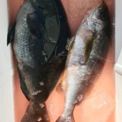 鵜来島家本渡船 釣果