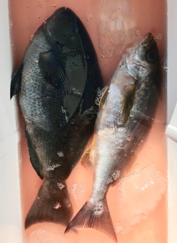 鵜来島家本渡船 釣果