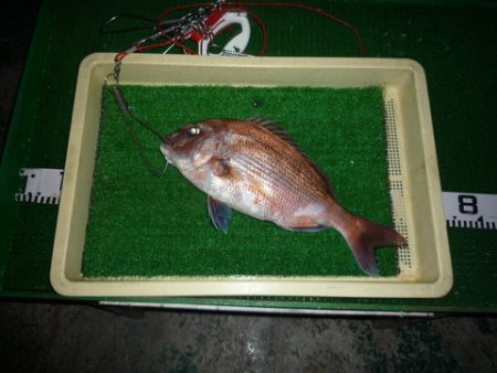 海山フィッシングセンター 釣果