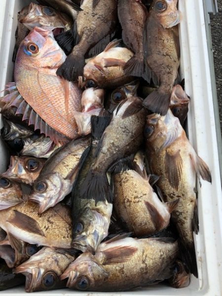 第二辰丸 釣果
