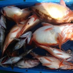 第二むつ漁丸 釣果