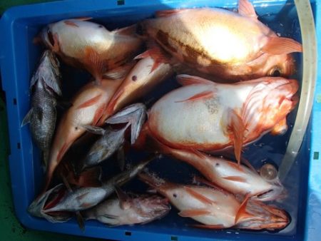 第二むつ漁丸 釣果