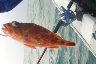 松福丸 釣果