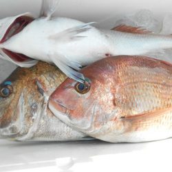 こうゆう丸 釣果