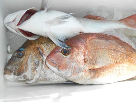 こうゆう丸 釣果