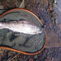 狩野川(狩野川漁業協同組合) 釣果