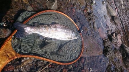 狩野川（狩野川漁業協同組合） 釣果