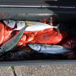 へいみつ丸 釣果