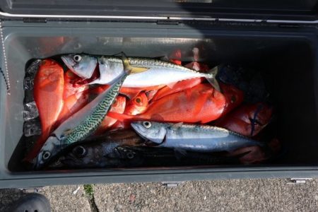 へいみつ丸 釣果