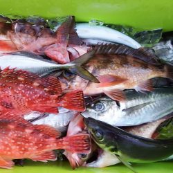 第三むつりょう丸 釣果