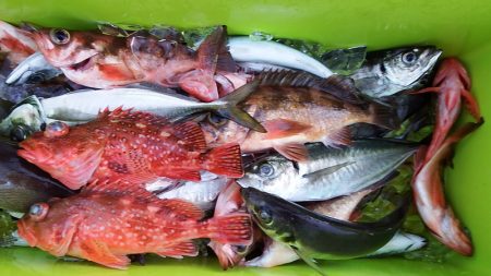 第三むつりょう丸 釣果