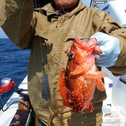 第三むつりょう丸 釣果