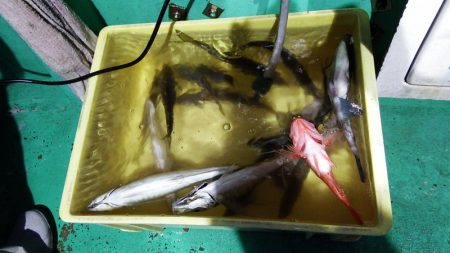 第三むつりょう丸 釣果