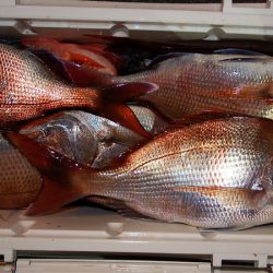 第三むつりょう丸 釣果