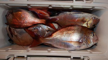 第三むつりょう丸 釣果