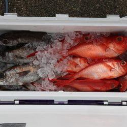 へいみつ丸 釣果