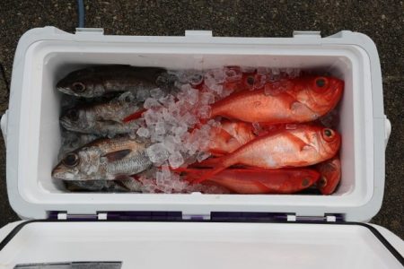 へいみつ丸 釣果