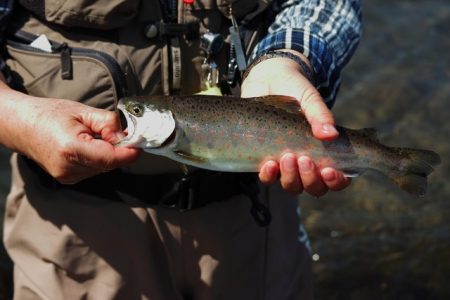 狩野川（狩野川漁業協同組合） 釣果