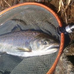 狩野川(狩野川漁業協同組合) 釣果