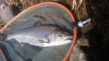 狩野川(狩野川漁業協同組合) 釣果